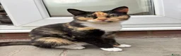 Mixed Breed cats for sale: Kittens  - Advert 1