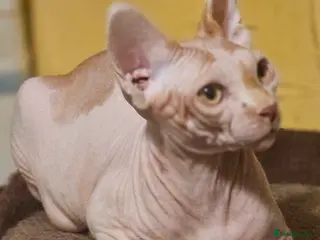 Sphynx cats Adorable Canadian Sphynx – Champion line - Advert 6