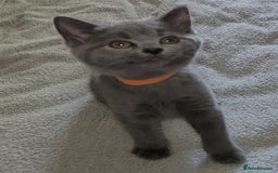 British Shorthair cats for sale: British Blue shorthair kittens £400 - Image 13