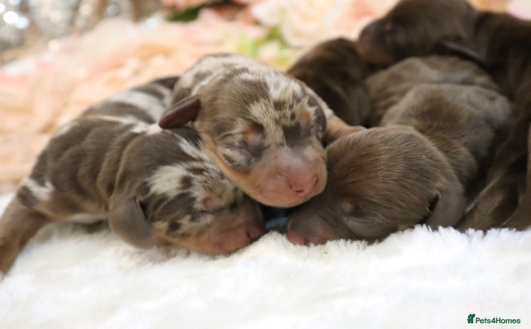 Miniature Dachshund dogs - Advert 5