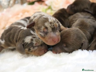 Miniature Dachshund dogs - Advert 11