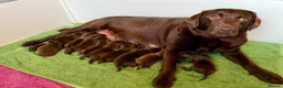 Labrador Retriever dogs for sale: 🌟🌟5 stars Chunky Chocolate Labradors 🌟🌟 - Advert 17