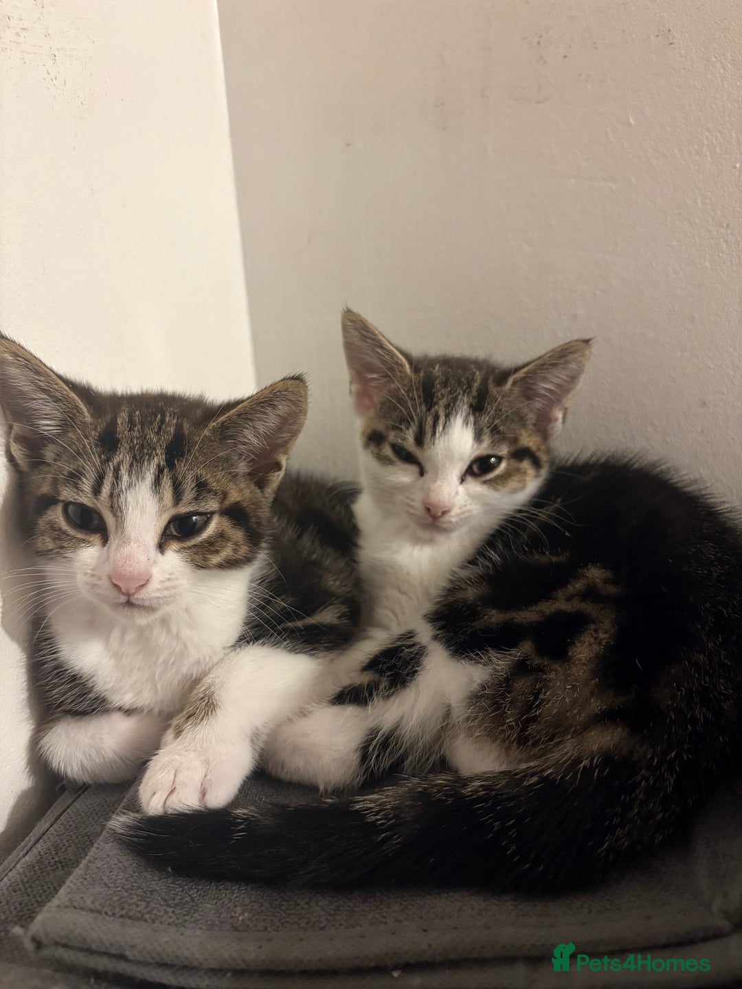 Bombay cats for sale: Kittens - Image 1