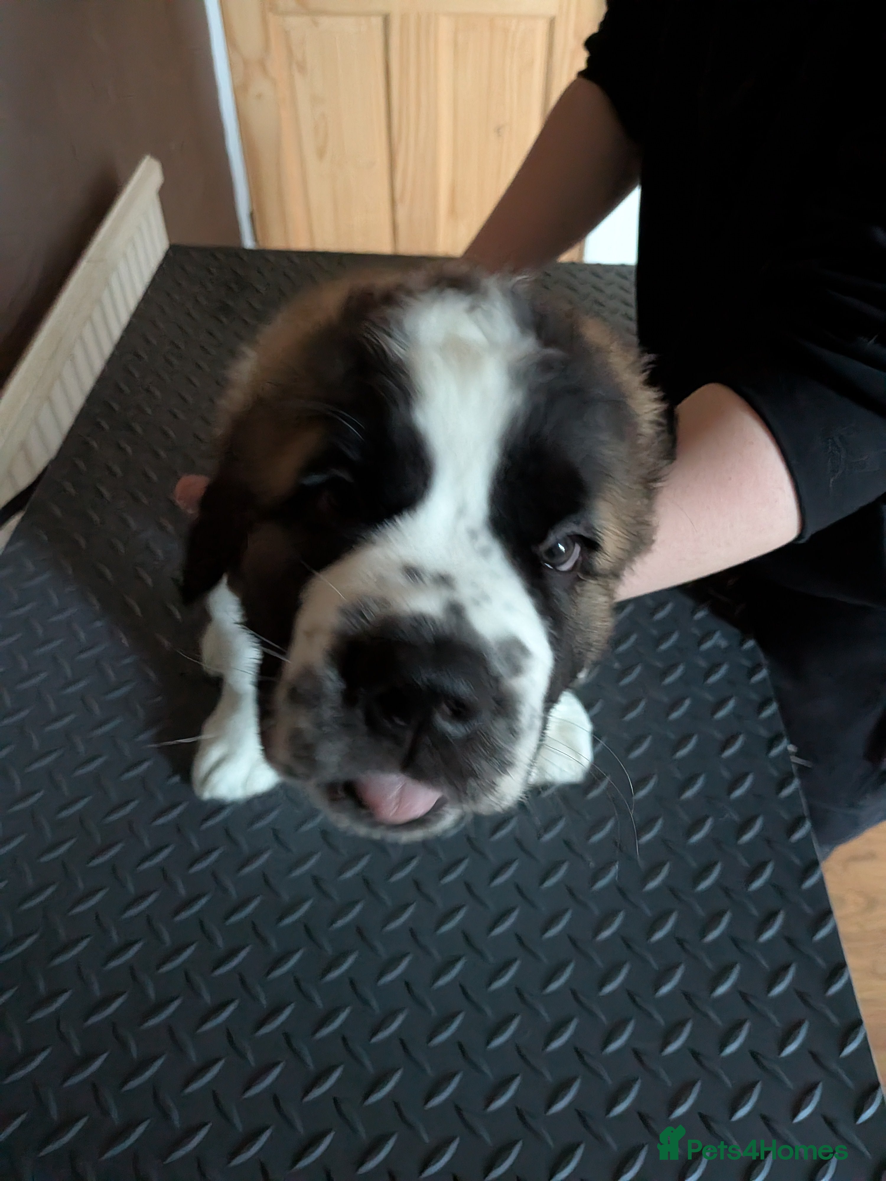 Saint Bernard dogs Saint Bernards KC registered, Hip and Elbow scored - Advert 2