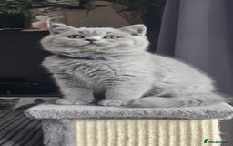 British Shorthair cats for sale: (READY NOW) Show Quality Champions 🥇🏆BSH GCCF - Image 27