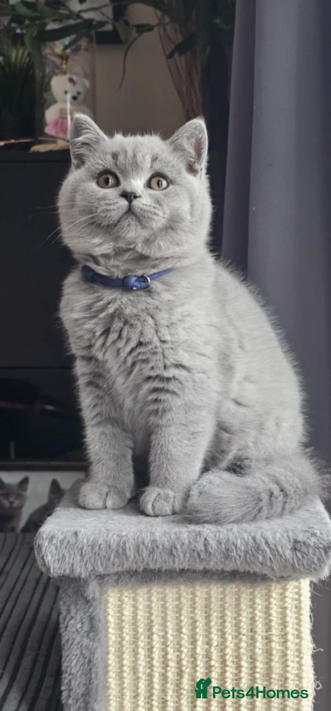 British Shorthair cats for sale: (READY NOW) Show Quality Champions 🥇🏆BSH GCCF - Image 27