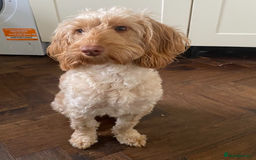 Cockapoo dogs for sale: F1 11 Month Cockapoo Friendly, Trained Vaccinated - Image 4