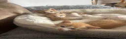 Khao Manee cats for sale: White softest/ cutest/luckyest Cat ever seen - Advert 3