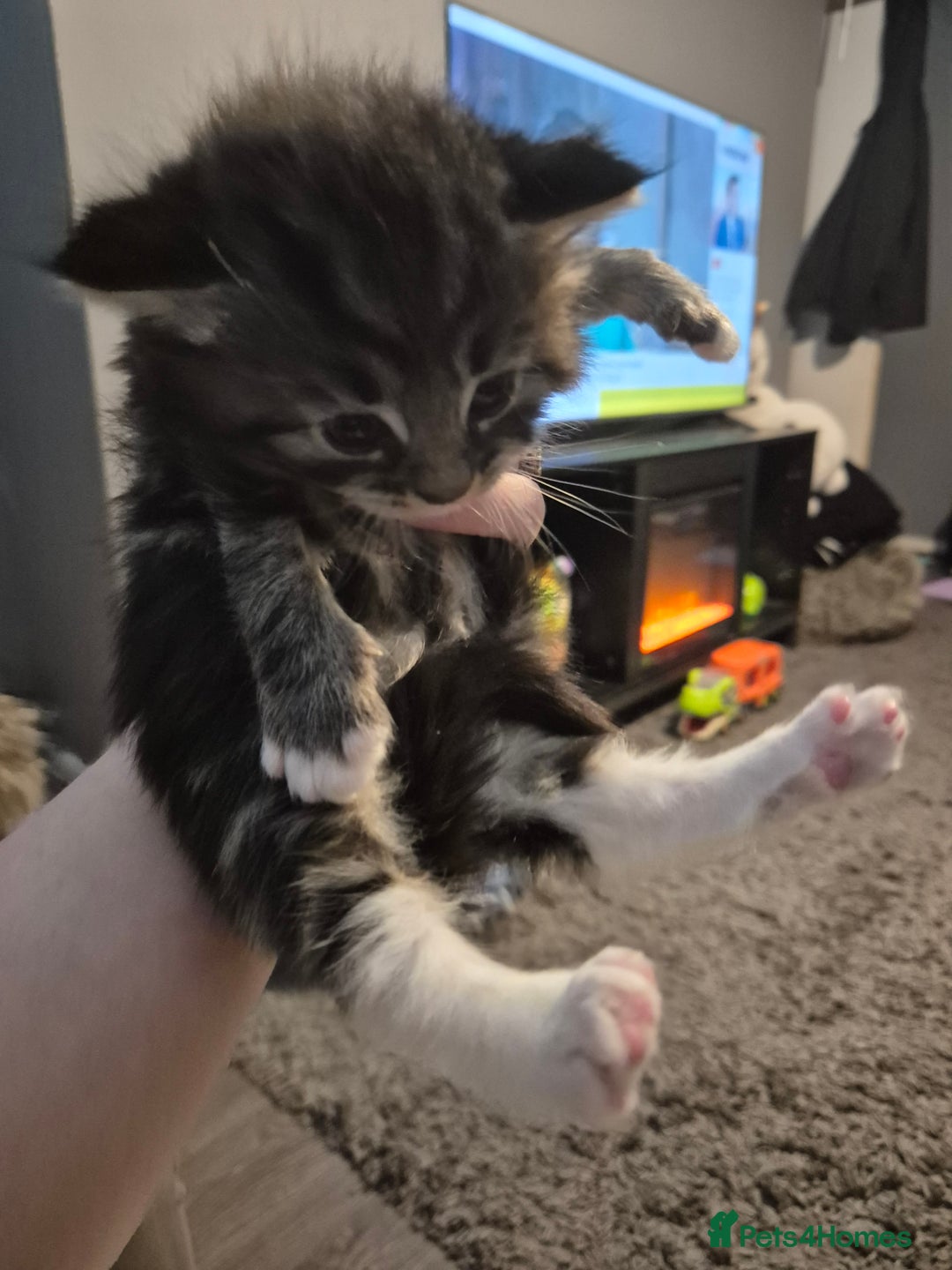 Maine Coon cats for sale: Maine Coon cross - Advert 8