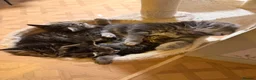 Mixed Breed cats for sale: Kittens Ready Now in Chorley - Advert 2