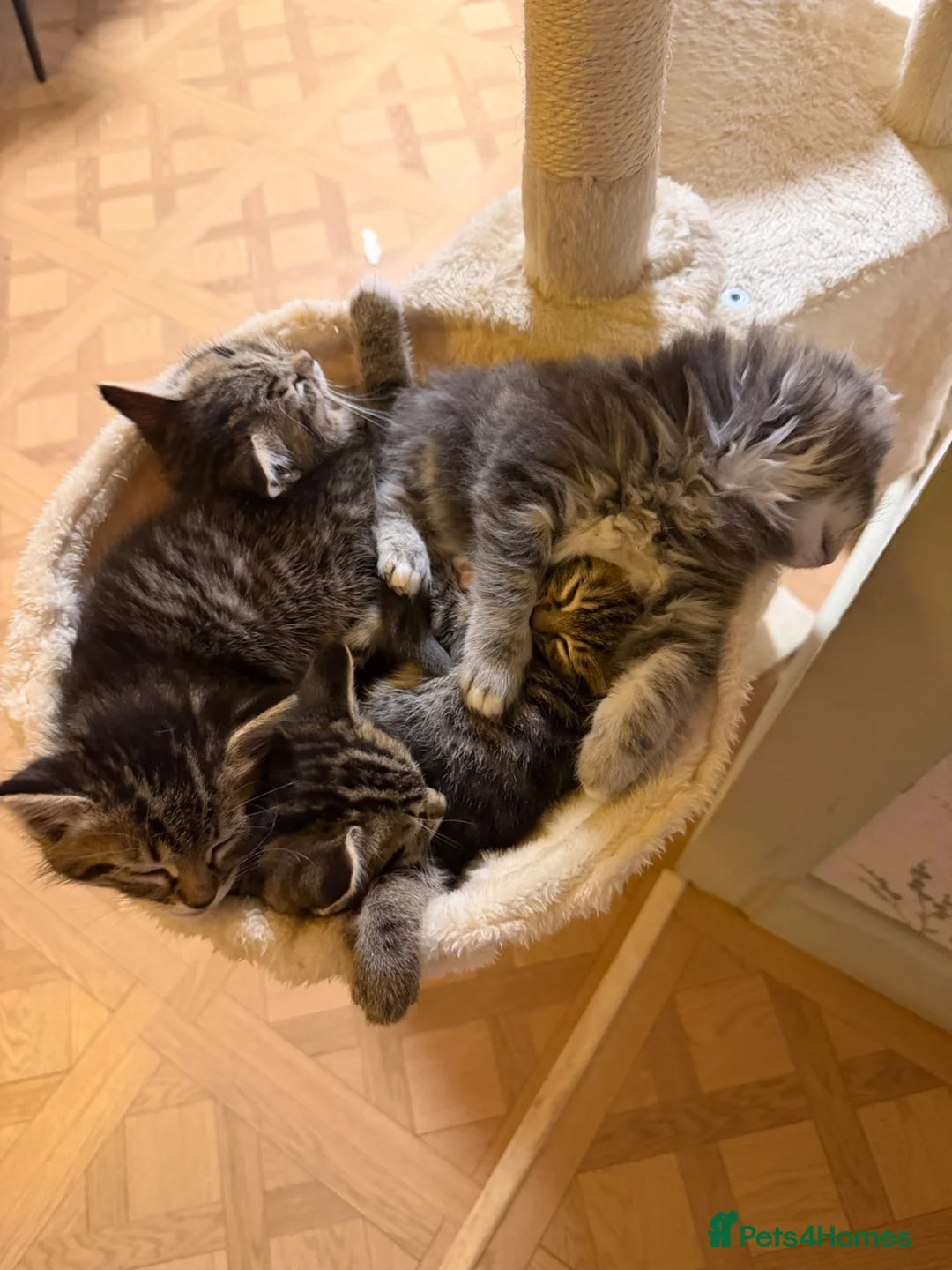 Mixed Breed cats for sale: Kittens Ready Now in Chorley - Advert 2