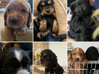 Cocker Spaniel dogs Cocker Spaniel Show Type Puppies in Honiton - Advert 1