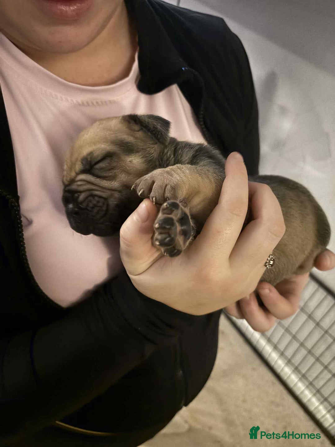 Mixed Breed dogs for sale: Cane corso  ** tiff - Advert 5