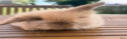 Mini Lion Lop rabbits for sale: 4 baby mini lion lop bunnies - Advert 12