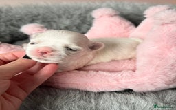 Maltese dogs for sale: 🩷Exquisite Full Korean Maltese Puppies🩵 - Image 12