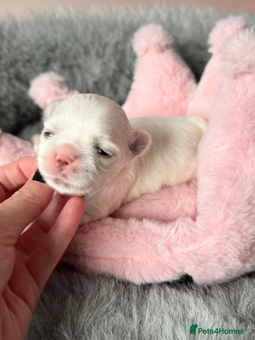 Maltese dogs for sale: 🩷Exquisite Full Korean Maltese Puppies🩵 - Image 12