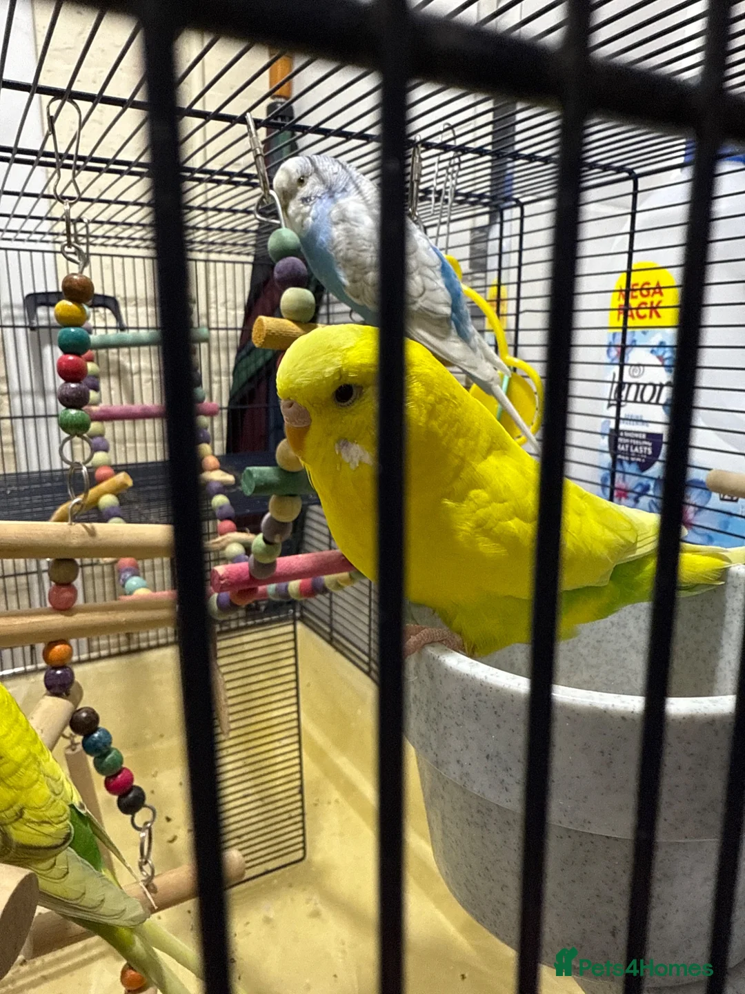 Budgerigars birds for sale: 3 Budgie  - Advert 2