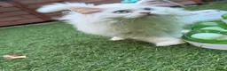 British Longhair cats for sale: Pedigree British Longhair Boy – Blue Eyes - Advert 4