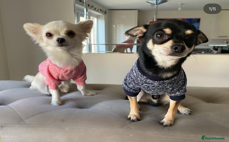 Chihuahua dogs Short haired white 1 year old Chihuahua - Advert 1