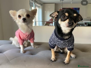 Chihuahua dogs for sale: Short haired white 1 year old Chihuahua - Advert 1