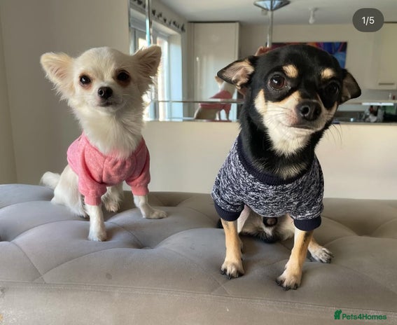 Chihuahua dogs Short haired white 1 year old Chihuahua - Advert 2