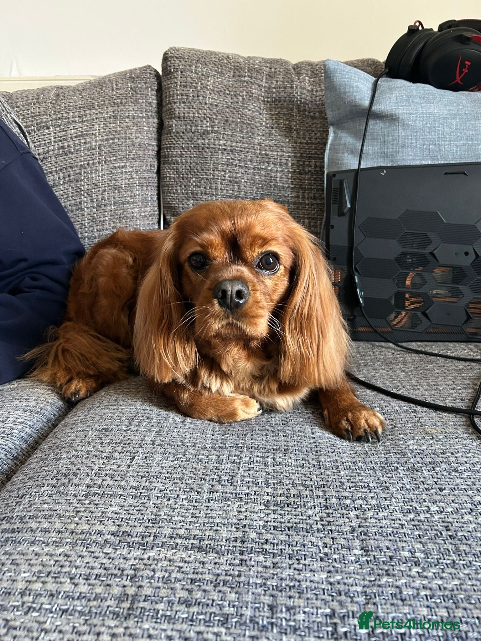 Cavalier King Charles Spaniel dogs Cavalier King Charles spaniel puppies - Advert 4