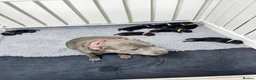 Staffordshire Bull Terrier dogs for sale: KC Staffordshire bull terrier pups for sale  - Advert 20