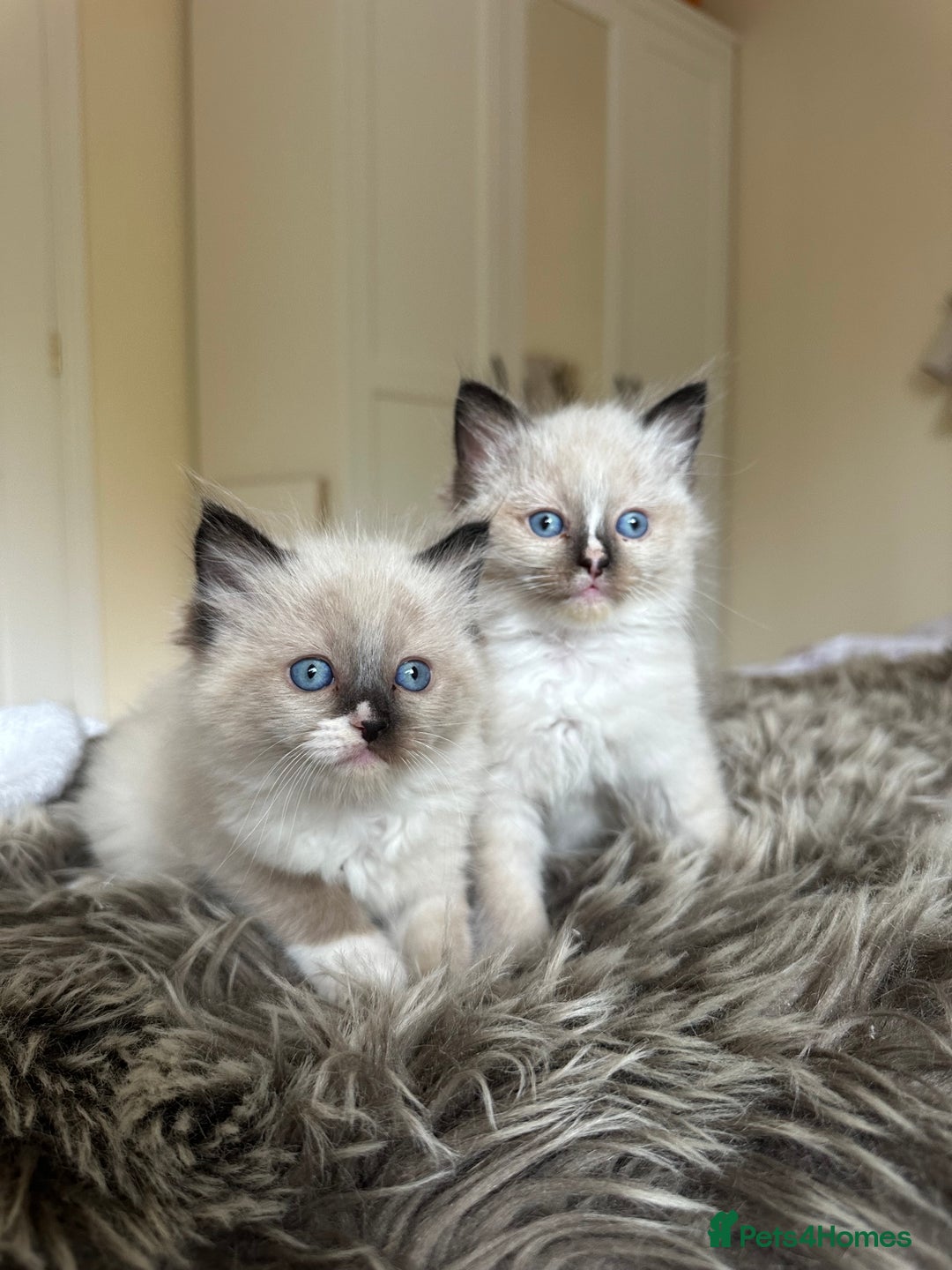Ragdoll cats for sale: GCCF reg parents , pure breed ragdoll kittens 🤍 - Image 1