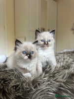 Ragdoll cats GCCF reg parents , pure breed ragdoll kittens 🤍 - Advert 7