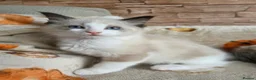 Ragdoll cats for sale: Pure Ragdoll Kittens  - Advert 33