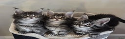 Maine Coon cats for sale: TICA REGISTERED MAINE COONS - Advert 13