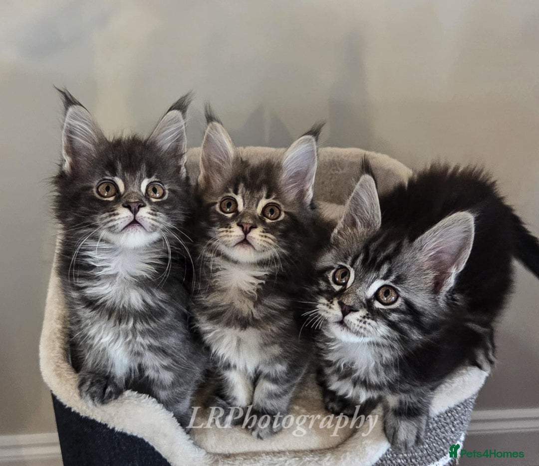 Maine Coon cats for sale: TICA REGISTERED MAINE COONS - Advert 13