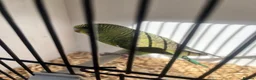 Budgerigars birds for sale: Stunning mutations  - Advert 18