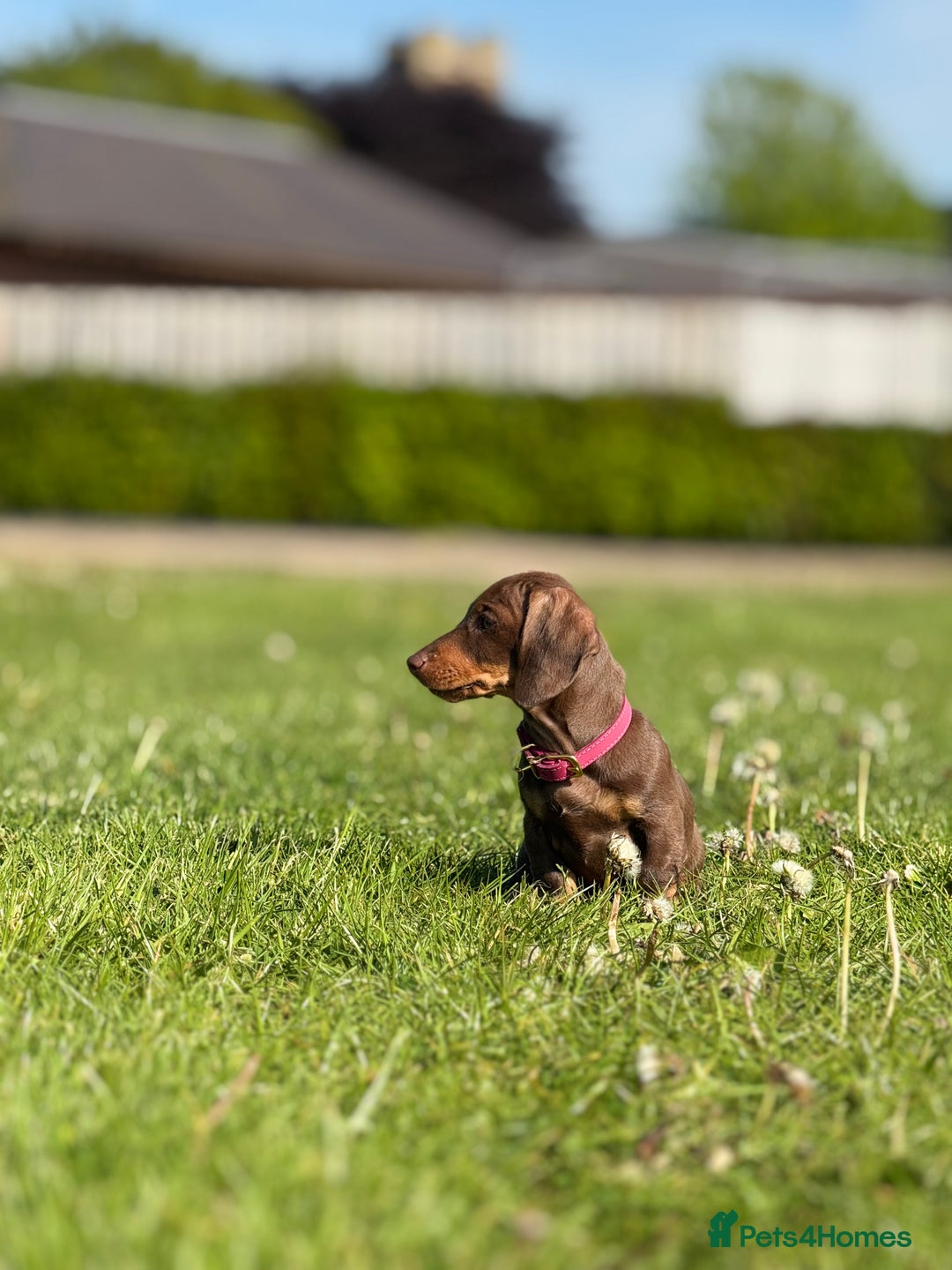 Miniature Dachshund dogs for sale: Female 10 month old Miniature Daschund  - Advert 3