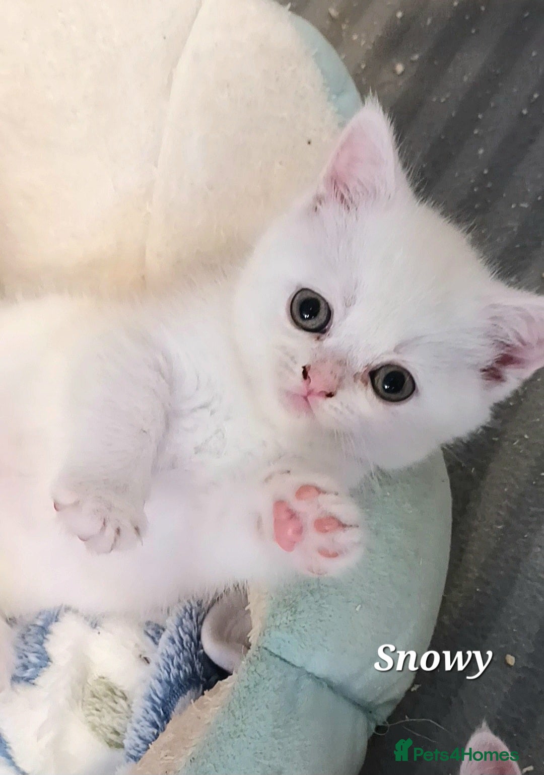 British Shorthair cats for sale: GCCF Snowflake BSH - Advert 26