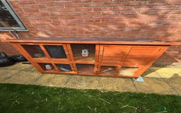 Mini Lion Lop rabbits for sale: 2 male mini lion lop bunnies  - Image 12