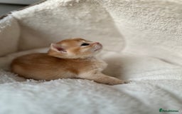 British Shorthair cats for sale: British Shorthair Golden & Bluegolden kitten GCCF - Image 27
