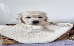 Golden Retriever dogs for sale: Golden retriever puppy's  - Image 8