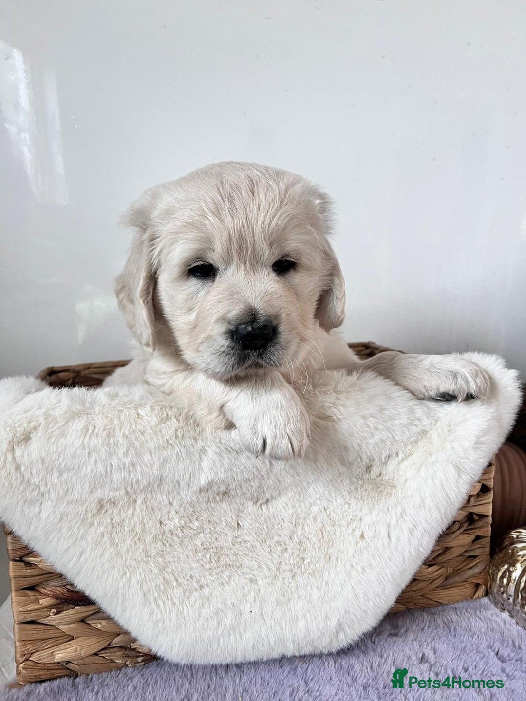 Golden Retriever dogs for sale: Golden retriever puppy's  - Image 8