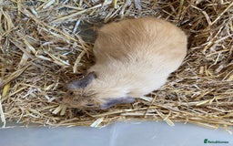 Guinea Pig rodents for sale: Baby Female Guinea Pig - Image 3