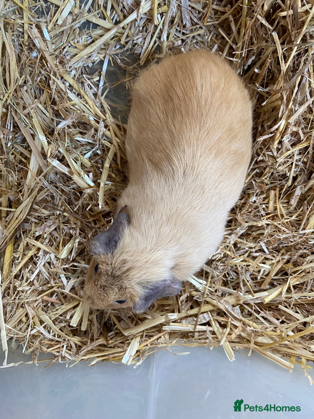 Guinea Pig rodents for sale: Baby Female Guinea Pig - Image 3