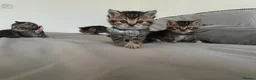 British Shorthair cats for sale: Golden BSH Kittens  GCCF Registered - Chunky bear  - Advert 8