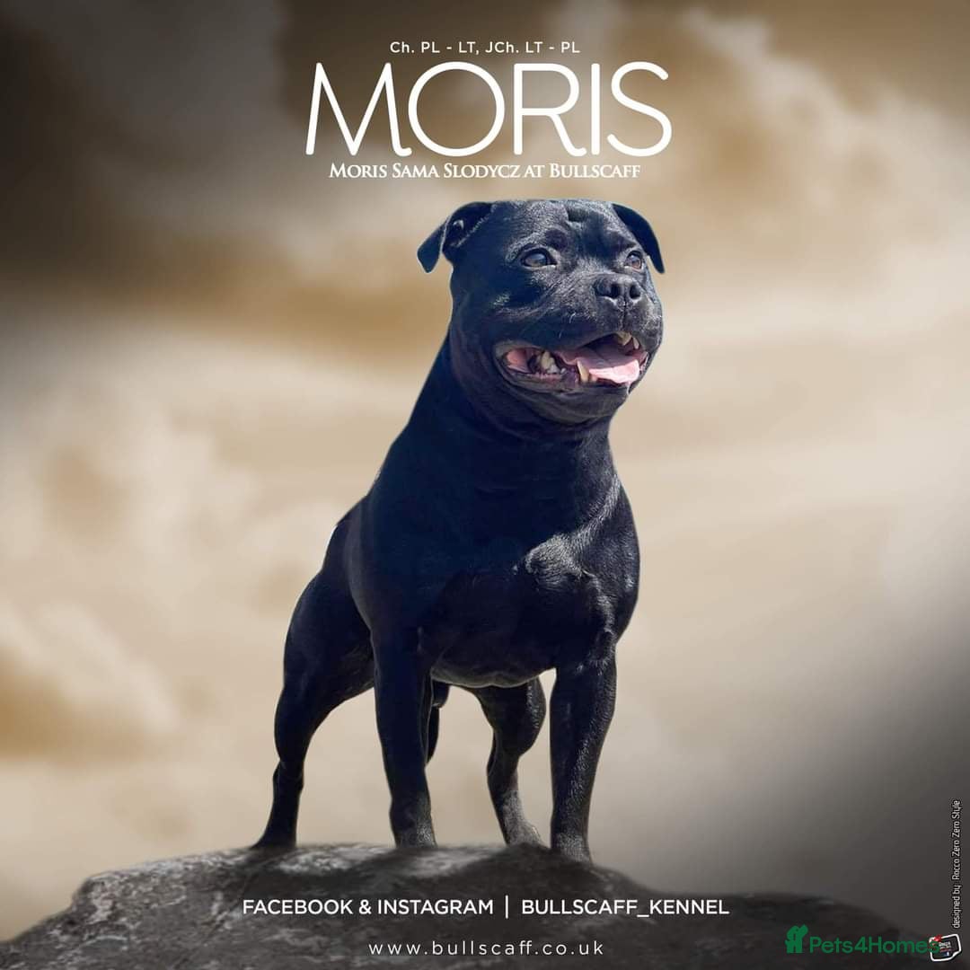 Staffordshire Bull Terrier dogs for sale: Stunning litter of black kc staffordshire bull's   - Advert 12