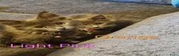 Maine Coon cats for sale: READY NOW... GCCF Main Coon kittens - Advert 8