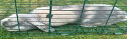 Mini Lop rabbits for sale: 2 beautiful bonded bunnies  in Bath - Advert 3
