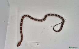 Corn Snake reptiles for sale: Corn snake hatchlings  - Image 11