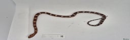 Corn Snake reptiles for sale: Corn snake hatchlings  - Advert 8