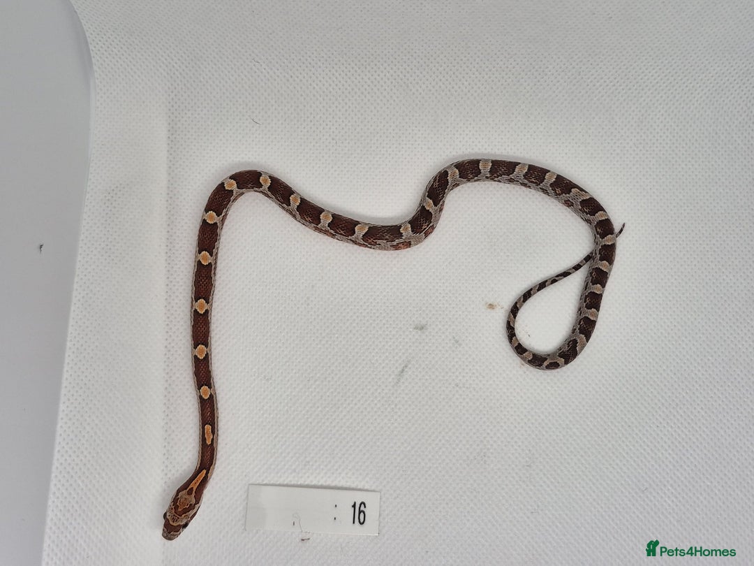 Corn Snake reptiles for sale: Corn snake hatchlings  - Image 11