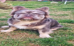 French Bulldog dogs for stud: Mr Fluffy son of Don Corleone  - Image 7
