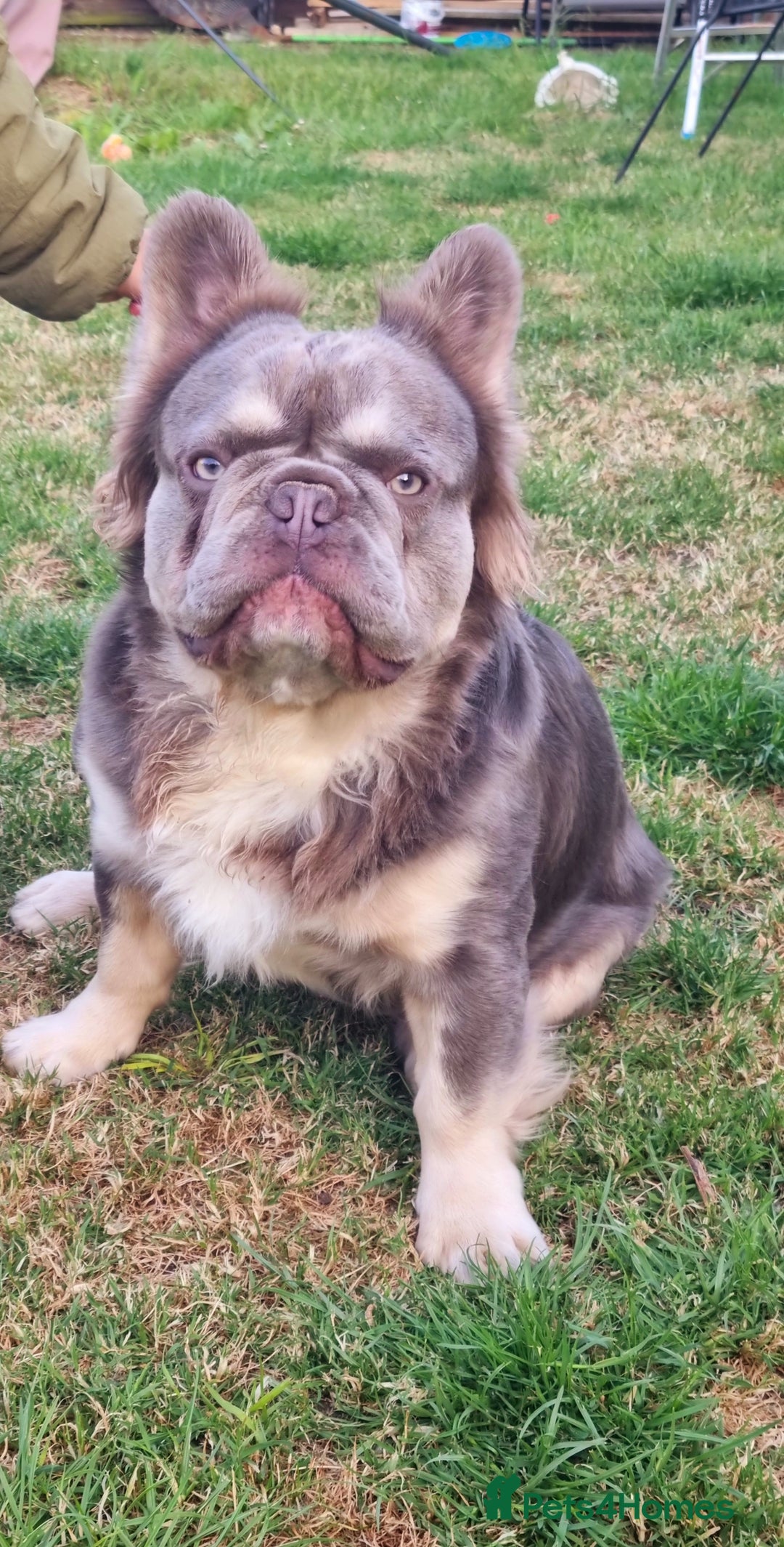 French Bulldog dogs for stud: Mr Fluffy son of Don Corleone  - Image 7